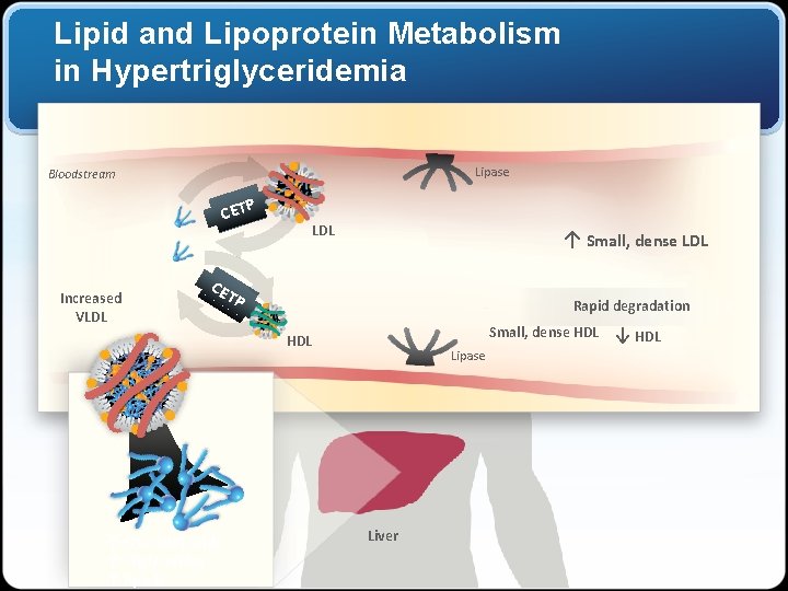Lipid and Lipoprotein Metabolism in Hypertriglyceridemia Lipase Bloodstream CETP Increased VLDL ↑ Small, dense