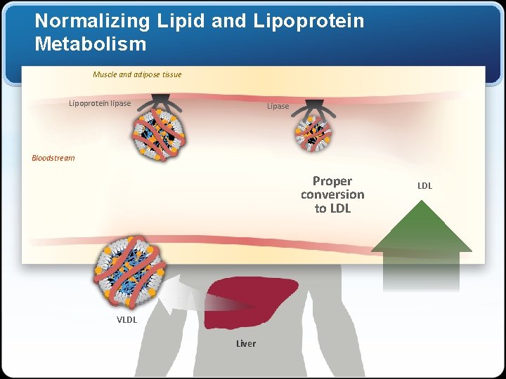 Normalizing Lipid and Lipoprotein Metabolism Muscle and adipose tissue Lipoprotein lipase Lipase Bloodstream Proper