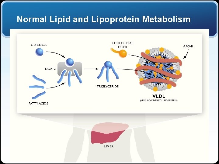 Normal Lipid and Lipoprotein Metabolism 