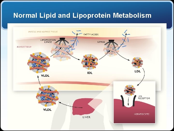 Normal Lipid and Lipoprotein Metabolism 