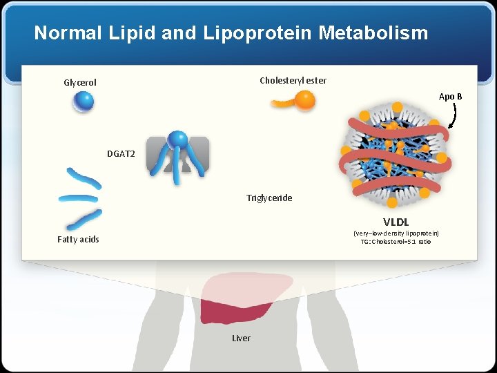 Normal Lipid and Lipoprotein Metabolism Cholesteryl ester Glycerol Apo B DGAT 2 Triglyceride VLDL