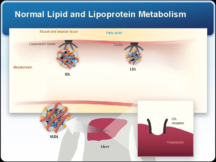 Normal Lipid and Lipoprotein Metabolism Muscle and adipose tissue Fatty acids Lipoprotein lipase Lipase