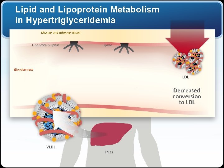 Lipid and Lipoprotein Metabolism in Hypertriglyceridemia Muscle and adipose tissue Lipoprotein lipase Lipase Bloodstream