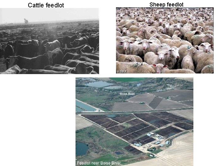 Cattle feedlot Sheep feedlot 