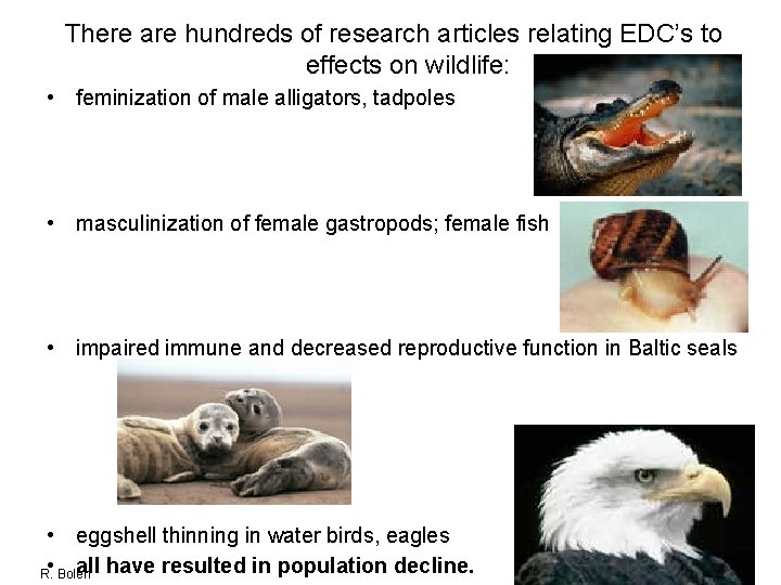 There are hundreds of research articles relating EDC’s to effects on wildlife: • feminization