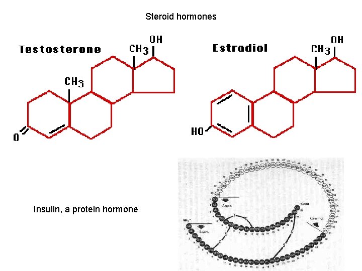 Steroid hormones Insulin, a protein hormone 