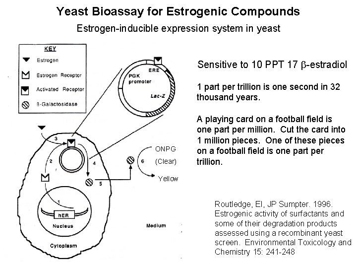 Yeast Bioassay for Estrogenic Compounds Estrogen-inducible expression system in yeast Sensitive to 10 PPT