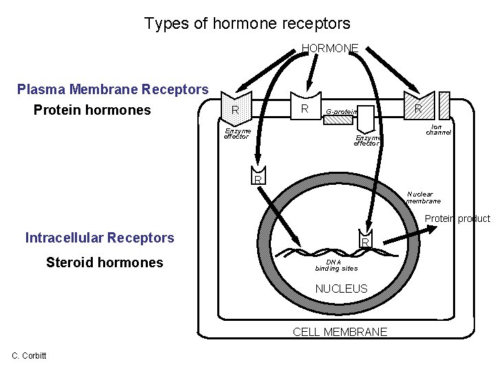 Types of hormone receptors HORMONE Plasma Membrane Receptors Protein hormones R R Enzyme effector
