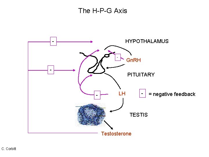 The H-P-G Axis HYPOTHALAMUS - Gn. RH - PITUITARY - - LH TESTIS Testosterone