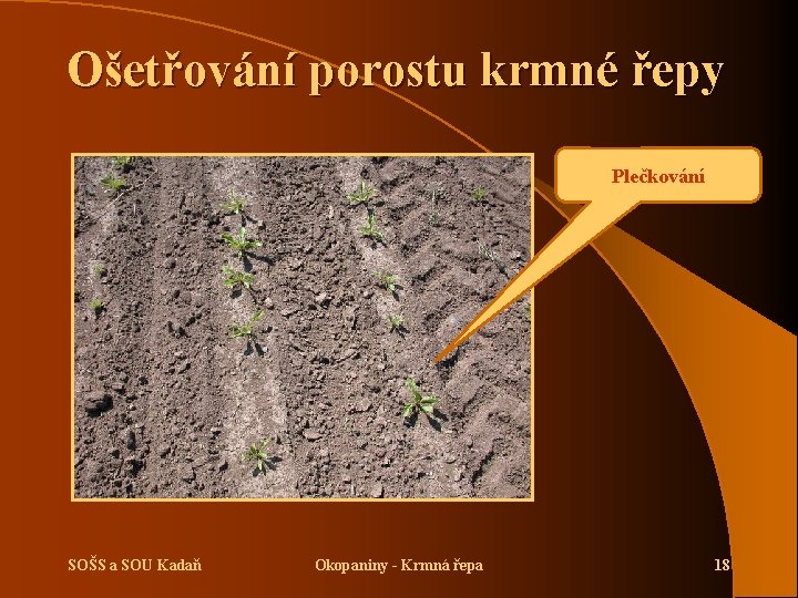 Ošetřování porostu krmné řepy Plečkování SOŠS a SOU Kadaň Okopaniny - Krmná řepa 18