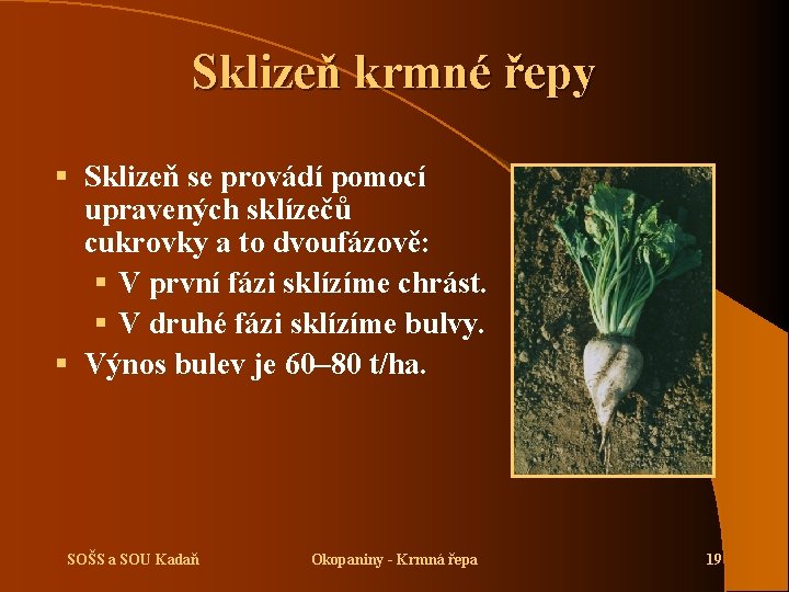 Sklizeň krmné řepy § Sklizeň se provádí pomocí upravených sklízečů cukrovky a to dvoufázově: