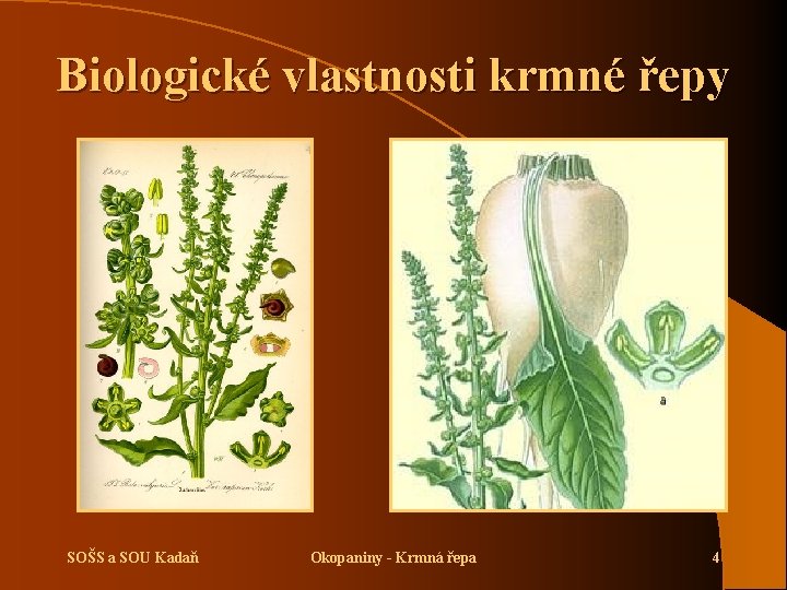 Biologické vlastnosti krmné řepy SOŠS a SOU Kadaň Okopaniny - Krmná řepa 4 