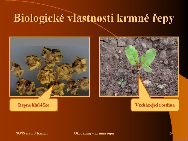 Biologické vlastnosti krmné řepy Řepné klubíčko SOŠS a SOU Kadaň Vzcházející rostlina Okopaniny -