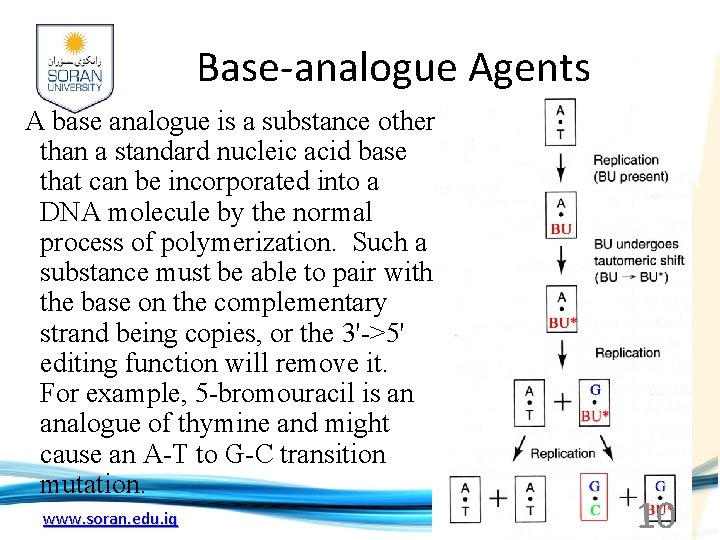 Base-analogue Agents A base analogue is a substance other than a standard nucleic acid