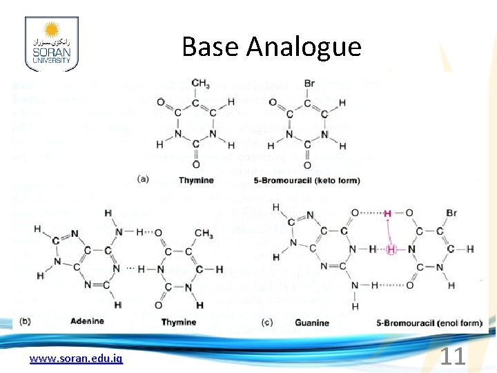 Base Analogue www. soran. edu. iq 11 