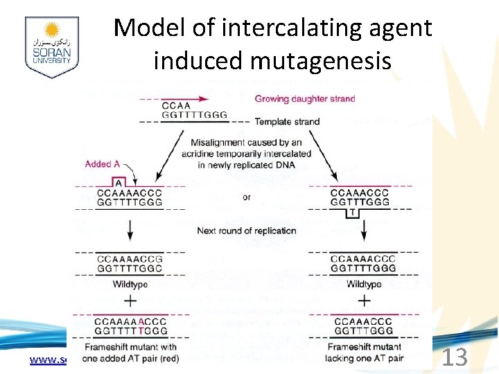 Model of intercalating agent induced mutagenesis www. soran. edu. iq 13 