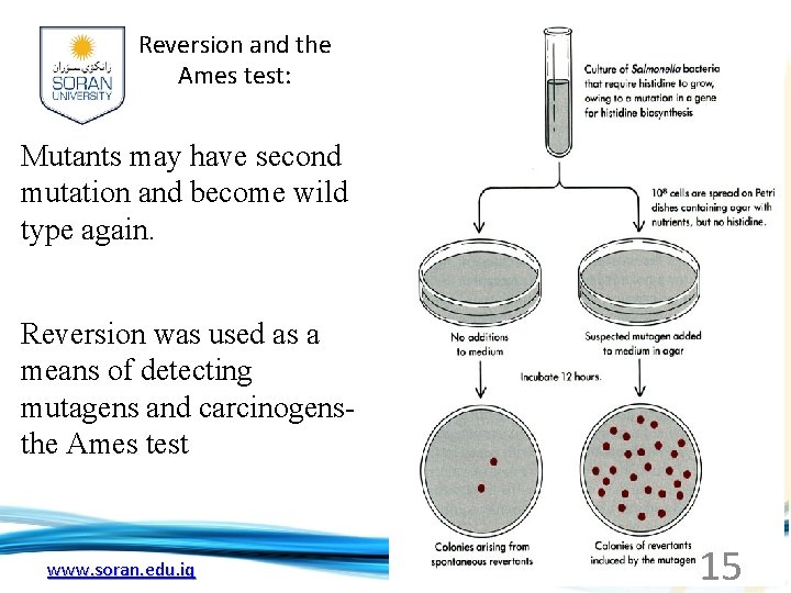Reversion and the Ames test: Mutants may have second mutation and become wild type
