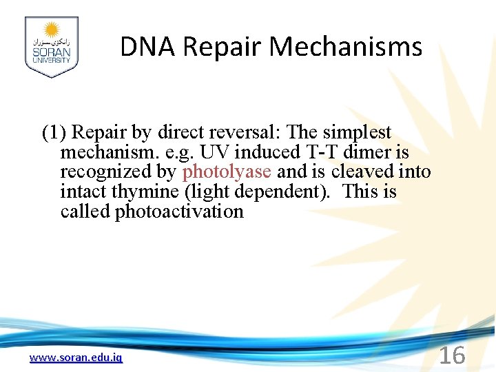 DNA Repair Mechanisms (1) Repair by direct reversal: The simplest mechanism. e. g. UV