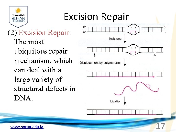 Excision Repair (2) Excision Repair: The most ubiquitous repair mechanism, which can deal with