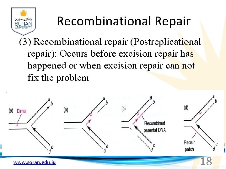 Recombinational Repair (3) Recombinational repair (Postreplicational repair): Occurs before excision repair has happened or