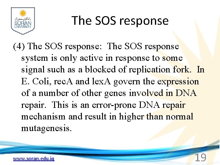 The SOS response (4) The SOS response: The SOS response system is only active
