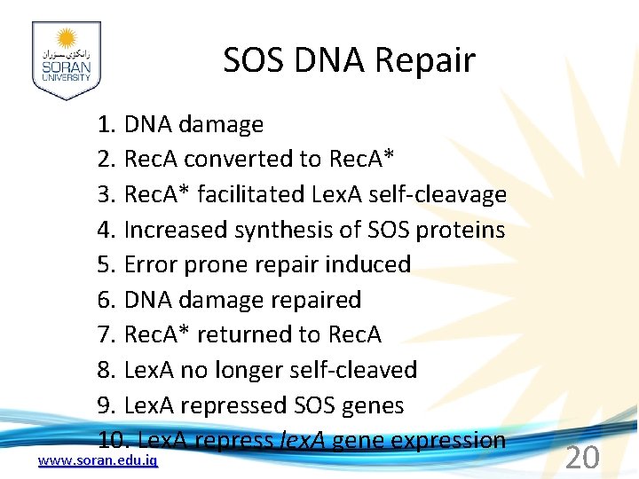 SOS DNA Repair 1. DNA damage 2. Rec. A converted to Rec. A* 3.