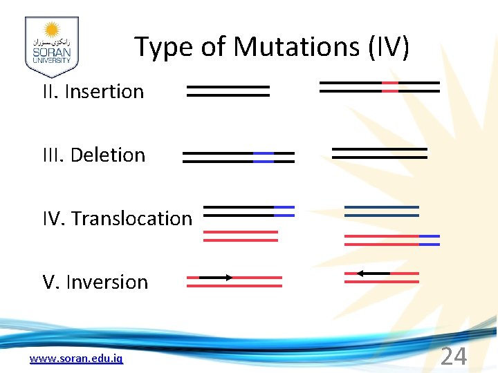 Type of Mutations (IV) II. Insertion III. Deletion IV. Translocation V. Inversion www. soran.