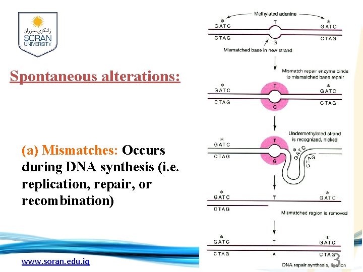 Spontaneous alterations: (a) Mismatches: Occurs during DNA synthesis (i. e. replication, repair, or recombination)