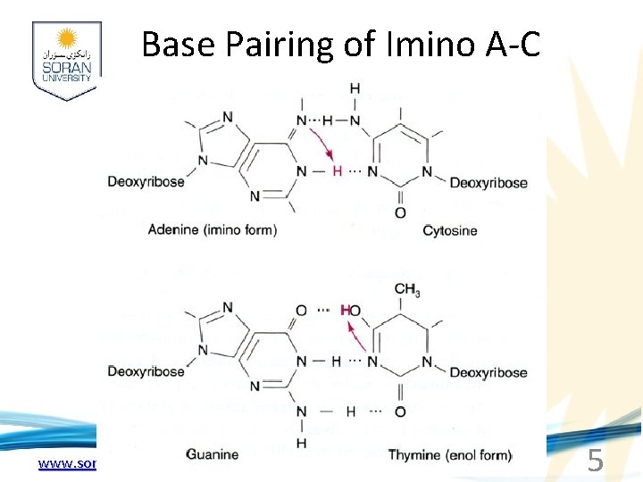 Base Pairing of Imino A-C www. soran. edu. iq 5 