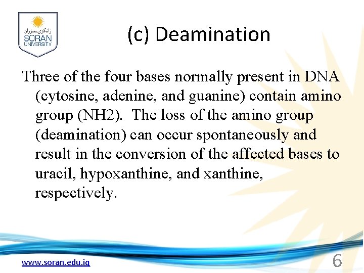 (c) Deamination Three of the four bases normally present in DNA (cytosine, adenine, and