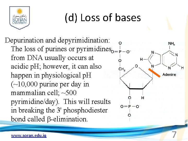 (d) Loss of bases Depurination and depyrimidination: The loss of purines or pyrimidines from