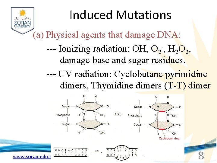 Induced Mutations (a) Physical agents that damage DNA: --- Ionizing radiation: OH, O 2