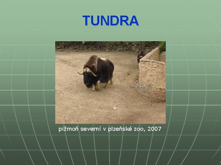 TUNDRA pižmoň severní v plzeňské zoo, 2007 