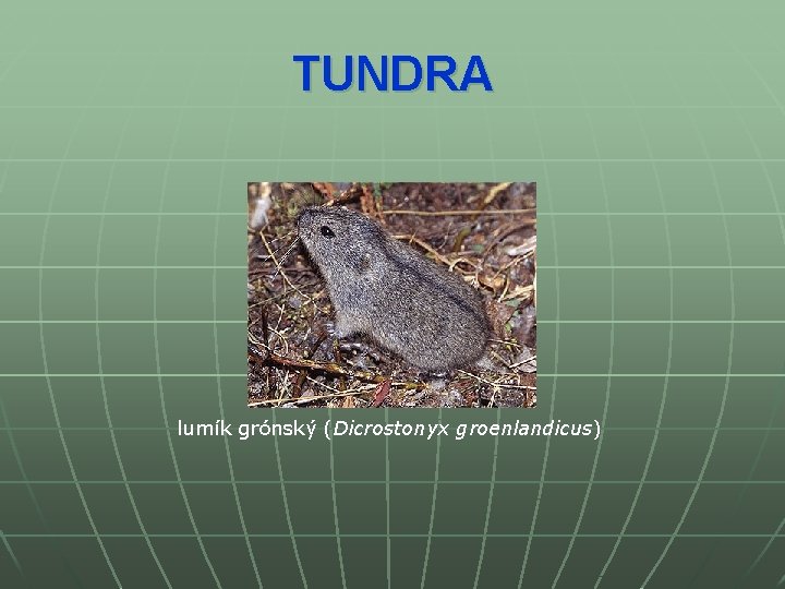 TUNDRA lumík grónský (Dicrostonyx groenlandicus) 