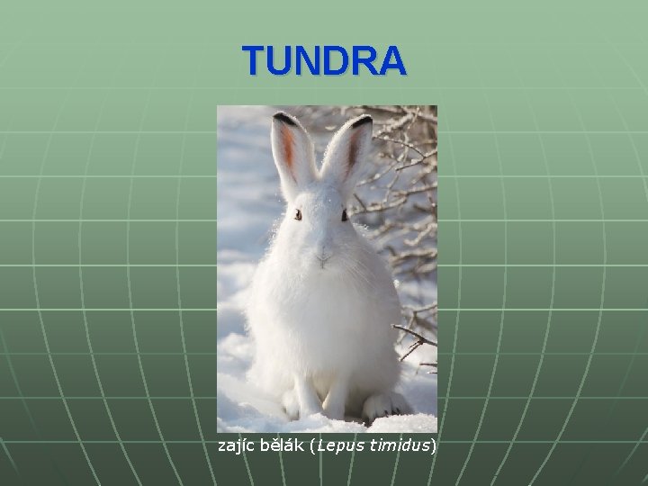 TUNDRA zajíc bělák (Lepus timidus) 