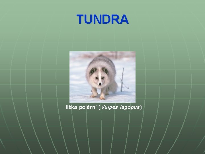 TUNDRA liška polární (Vulpes lagopus) 