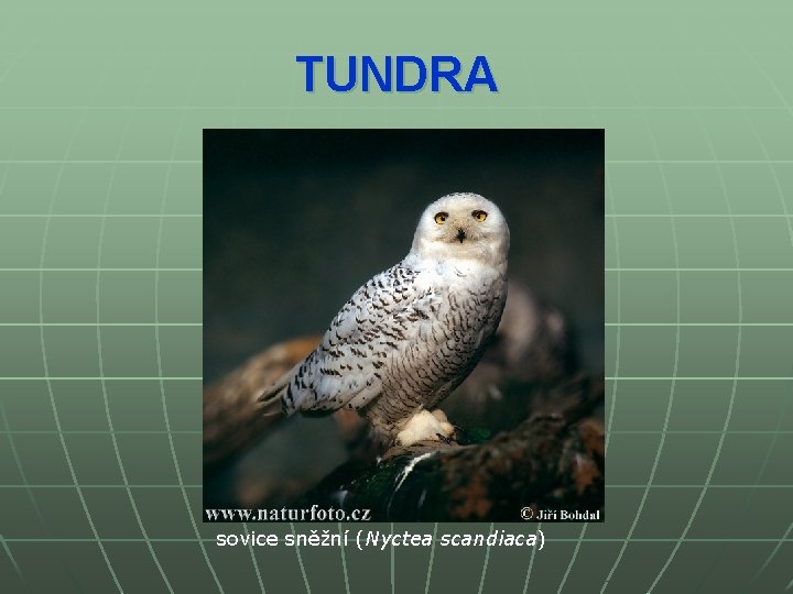 TUNDRA sovice sněžní (Nyctea scandiaca) 