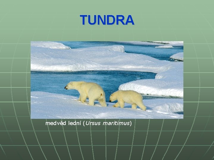 TUNDRA medvěd lední (Ursus maritimus) 