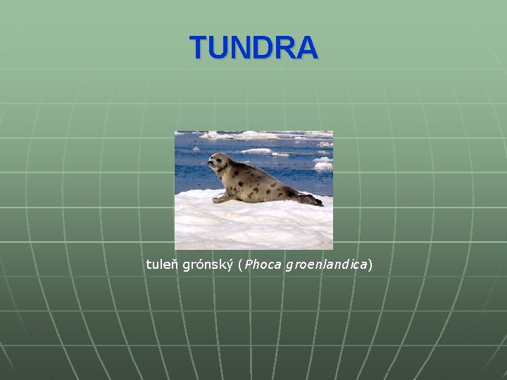 TUNDRA tuleň grónský (Phoca groenlandica) 