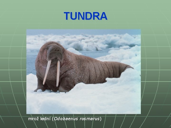 TUNDRA mrož lední (Odobaenus rosmarus) 