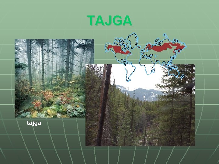 TAJGA tajga 