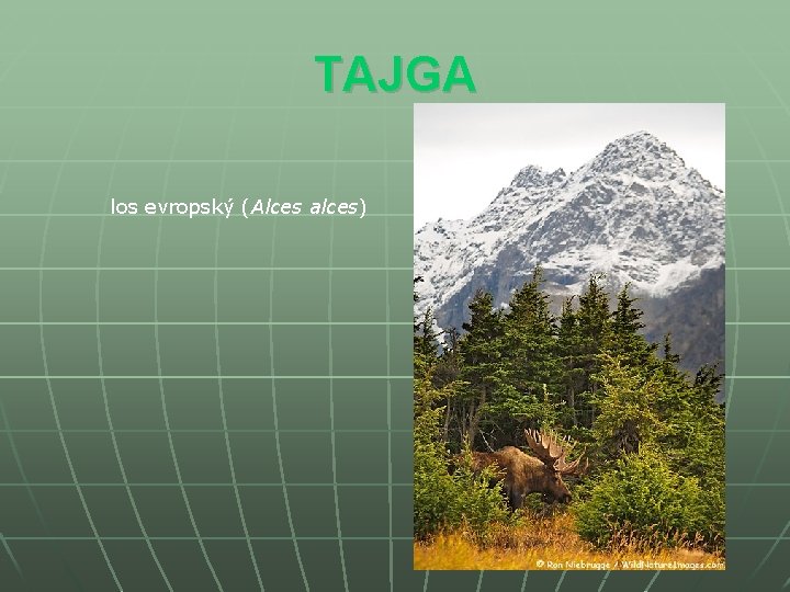 TAJGA los evropský (Alces alces) 