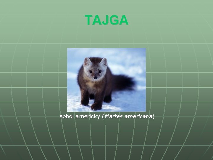 TAJGA sobol americký (Martes americana) 