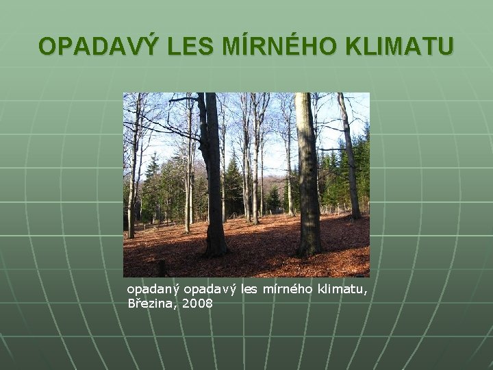 OPADAVÝ LES MÍRNÉHO KLIMATU opadaný opadavý les mírného klimatu, Březina, 2008 