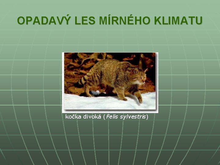 OPADAVÝ LES MÍRNÉHO KLIMATU kočka divoká (Felis sylvestris) 