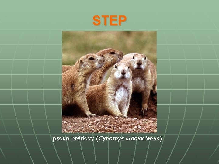 STEP psoun prériový (Cynomys ludovicianus) 