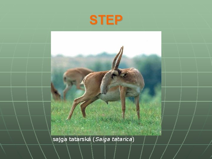 STEP sajga tatarská (Saiga tatarica) 