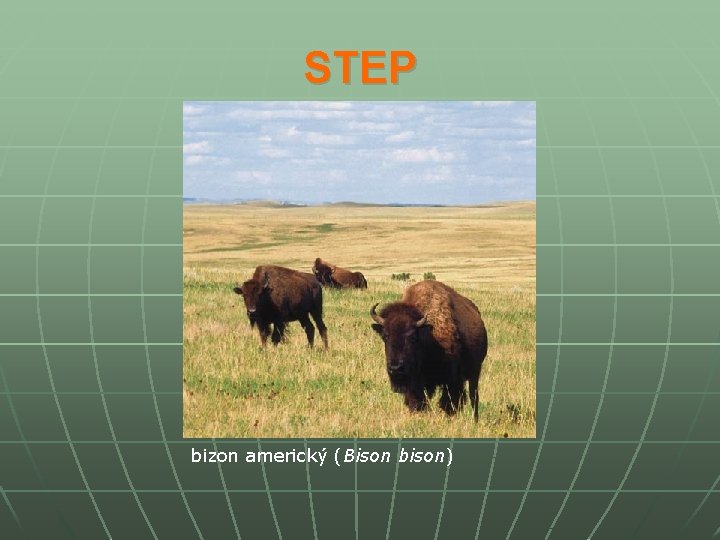 STEP bizon americký (Bison bison) 