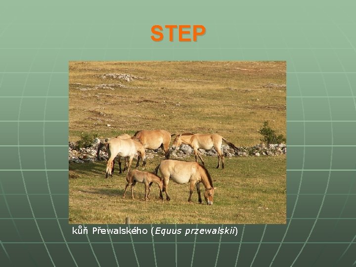 STEP kůň Přewalského (Equus przewalskii) 