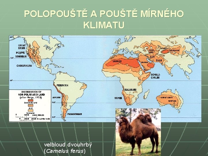 POLOPOUŠTĚ A POUŠTĚ MÍRNÉHO KLIMATU velbloud dvouhrbý (Camelus ferus) 